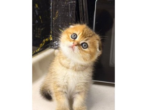 Scottish fold yuvam olur musunuz?