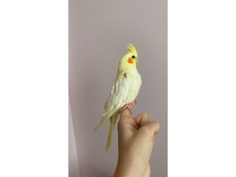El besleme lutino sultan papağanı