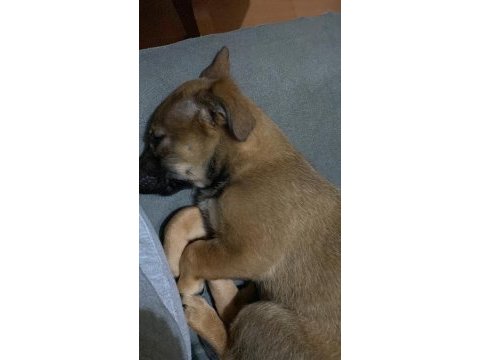 Küçük ırk fino yavru ev köpeği