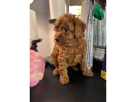 Kore kan poodle köpekler