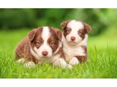 Mavi gözlü çikolata beyaz border collie yavrular
