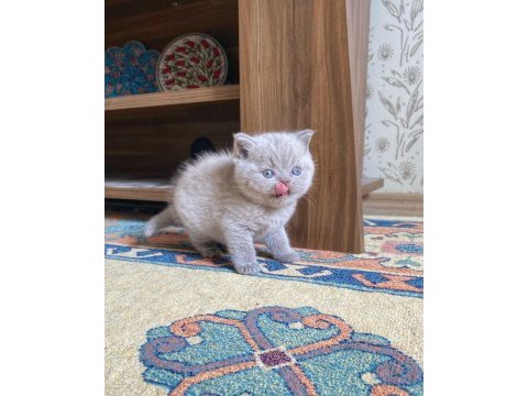 A kalite british shorthair fawn color