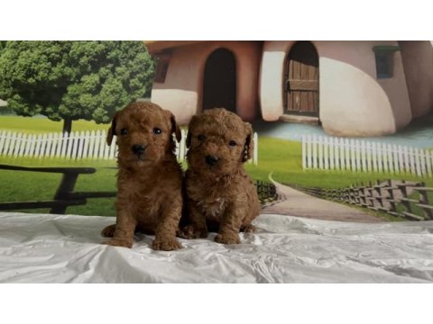 Toy poodle yavru