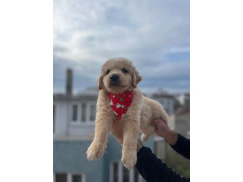 Baby face golden retriever yavrular