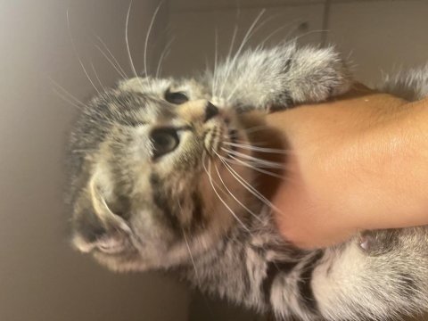 2 aylık scottish fold dişi