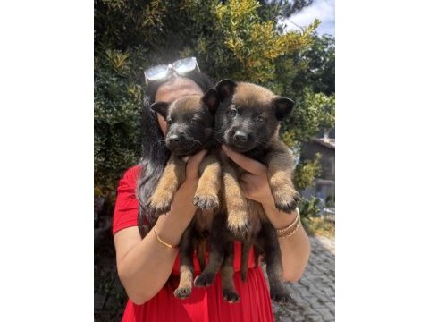 Safkan üst kalite malinois yavrularım