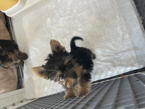 Safkan yorkshire terrier teslime hazır