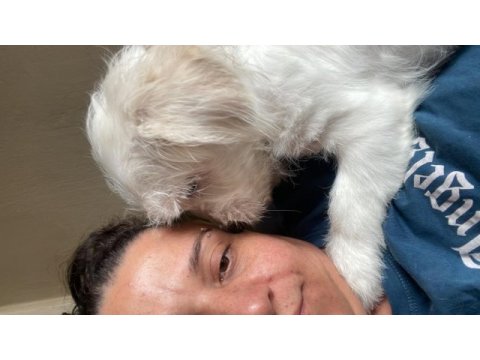Sevimli cins köpekler