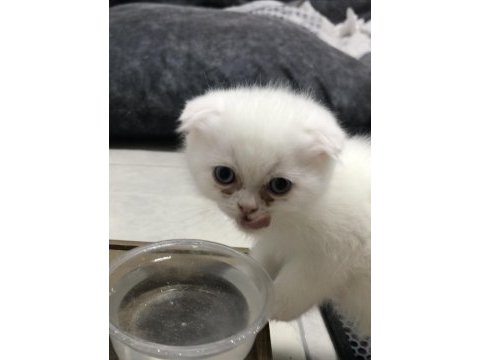 Sağlıklı scottish fold bebişler