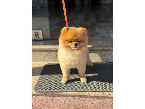 Pomeranian boo ayı surat 1.5 yaşında