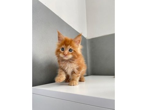 Mainecoon secereli faturalı show class red erkek 1 aylık