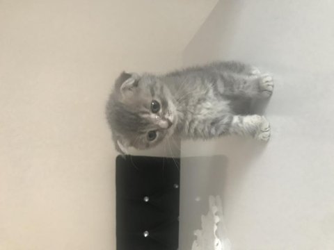 1.5 aylık dişi acil scottish fold