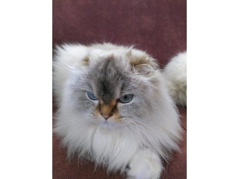 Yetişkin scottish fold dişi full secereli