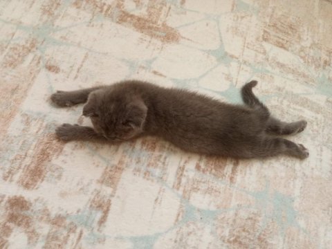 Son bayram şekeri scottish fold