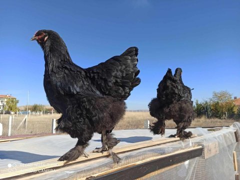 2 adet buff coco+ 3 adet brahma tavuk ve horozlar