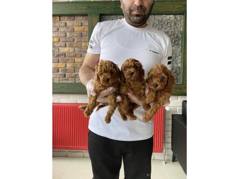 Maltese yavrular maltipo ve toy poodle yavrular ankara