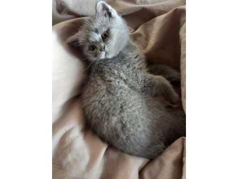 2 aylık yavru british shorthair kedimiz satılıktır