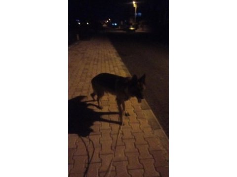 K9 alman kurdu