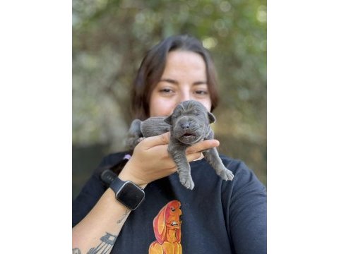 Tüm türkiyeye orjınal cane corso ıtalıano yavruları