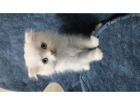 Scottish fold 27 mart doğumlu