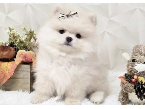 Pomeranian boo köpeği