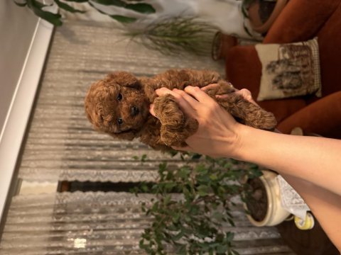 Muhteşem toy poodle