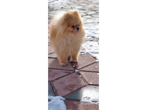 Ayı surat şecereli pomeranian boo erkek