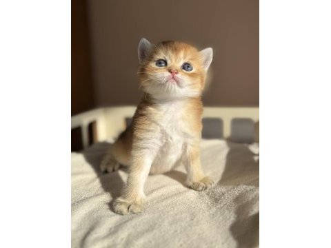 Ny11 ny12 mükemmel kalite golden british shorthair