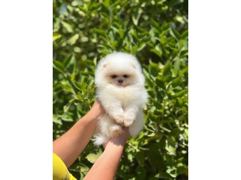 Bebek surat pomeranian