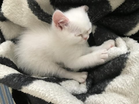 Malzemeleri ile birlikte verilecektir british shorthair