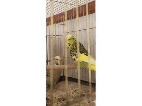 Muhabbet kuşu takımlarımı yaşında genç takımlar