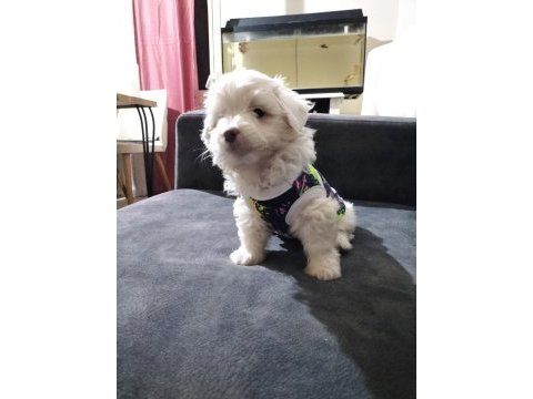 Son dişi köpeğimiz menemen