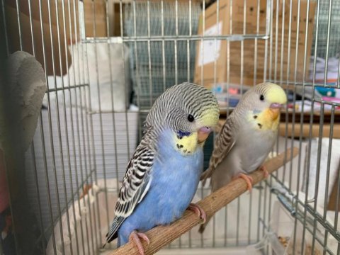 Öğretmenden evde beslenen bakımlı muhabbet kuşları
