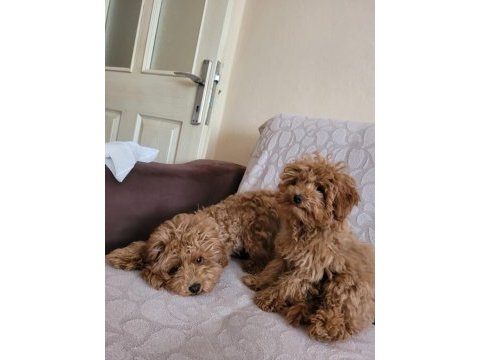 Sağlıklı poodle yavrular