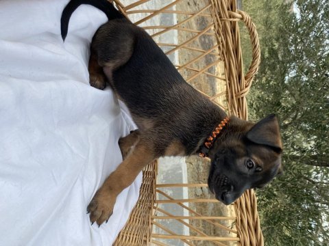 Belçika malinois yavruları