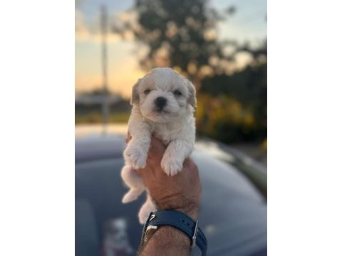 Orijinal maltese 0 boy yavrularımız