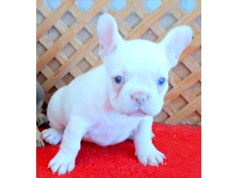 Lilac and tan platinum dişi yavru french bulldog