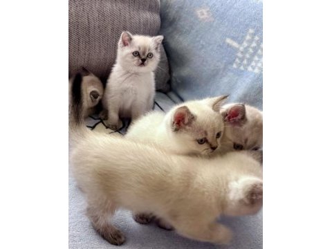 British shorthair colorpoint