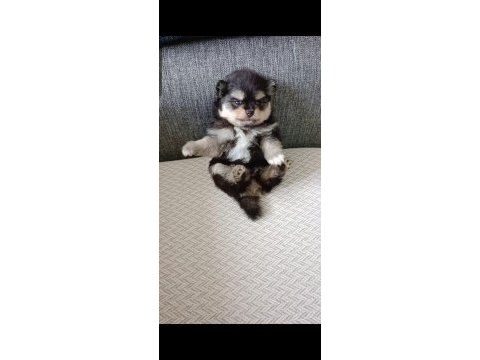 Pomeranian boo black tan dişi