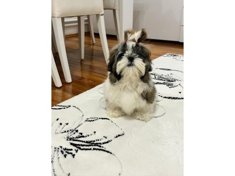 Kore kan shih tzu baby