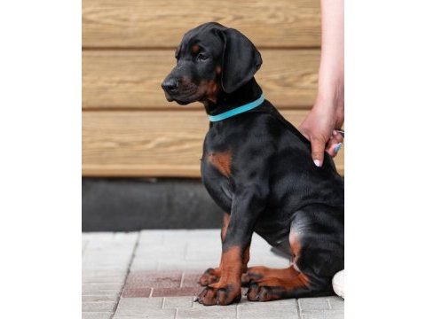 Evinizin neşesi doberman bebişler her yere kapıda öde