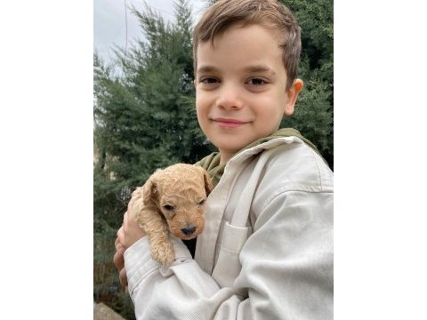Toy poodle yavrular