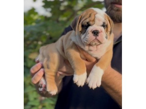 Tombiş bulldog çocuklar