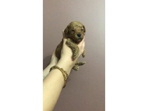 Erkek toy poodle yavruları