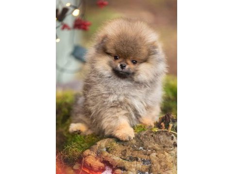 Pomeranian bebekler hazır