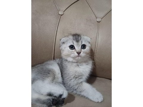 Teslime hazır dişi scottish fold yavrumuz