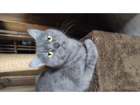 Çok çok sakin sevimli heram british shorthair