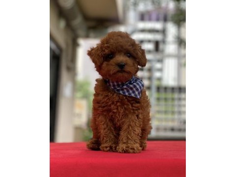 Toy poodle