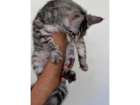 Mco dişi silver tabby blotches