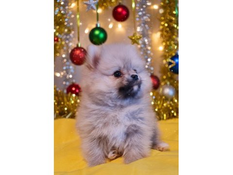 Şecereli teacup pomeranian yavrularımız